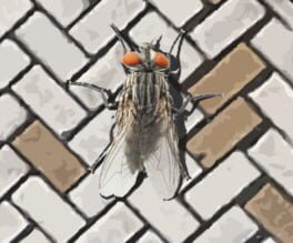 Cover A Fly in the Array