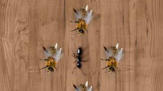Screenshot Ant Smasher
