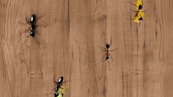 Screenshot Ant Smasher