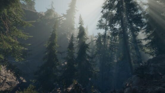 Screenshot A Walk in the Woods: VR