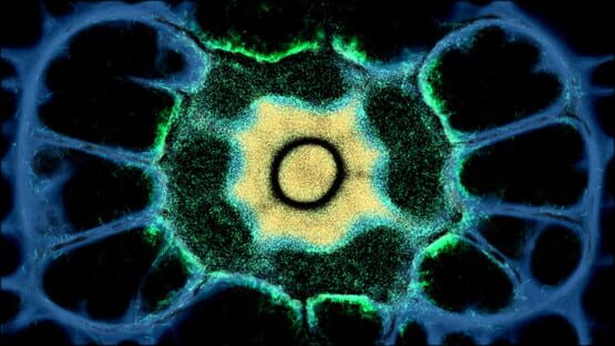 Screenshot Physarum: Slime Mold Simulator