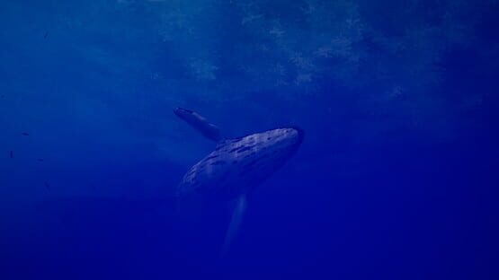 Screenshot Call of the Ocean