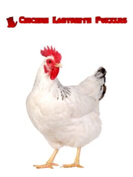 Cover Chicken Labyrinth Puzzles
